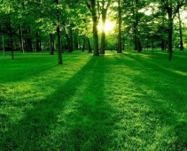 Lợi ích của cây xanh trong việc bảo vệ môi trường và sức khỏe