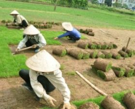 Chăm sóc bảo dưỡng cây xanh ở Biên Hòa