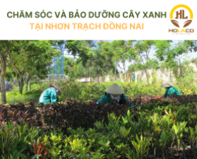 Chăm sóc và bảo dưỡng cây xanh Nhơn Trạch Đồng Nai
