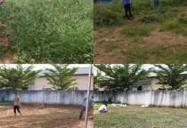 Thi công trồng cây và cỏ