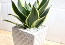 Cây trang trí văn phòng