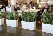 Cây trang trí văn phòng 3