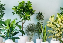 Dịch vụ Cho thuê cây cảnh trang trí văn phòng.