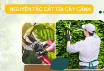 Nguyên tắc cắt tỉa cây cảnh bạn nhất định phải biết? Lúc nào nên tỉa cây xanh? Nguyên tắc cắt tỉa cây cảnh bạn nhất định phải biết? Lúc nào nên tỉa cây xanh?
