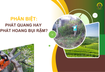 Phân biệt Phát hoang hay phát quang bụi rậm? Phân biệt Phát hoang hay phát quang bụi rậm?