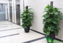 Cây trang trí văn phòng 5