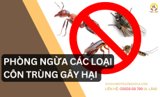 Tìm Hiểu Các Cách Phòng Ngừa Các Loại Côn Trùng Gây Hại Cùng Dịch Vụ Môi Trường HOLA