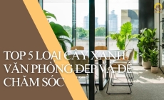 Top 5 Loại Cây Xanh Đẹp Và Dễ Chăm Sóc Cho Văn Phòng