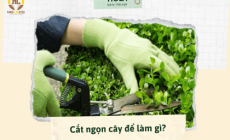 Cắt ngọn cây để làm gì? Tác dụng & thời điểm thích hợp bạn nên biết