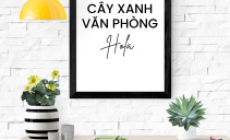 Kinh nghiệm chăm sóc cây xanh văn phòng tại Đồng Nai