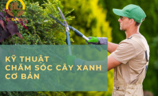 Hướng dẫn kỹ thuật chăm sóc cây xanh cơ bản