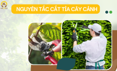 Nguyên tắc cắt tỉa cây cảnh bạn nhất định phải biết? Lúc nào nên tỉa cây xanh?