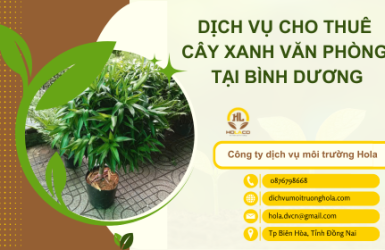 Dịch Vụ Cho thuê Cây Xanh Văn Phòng Tại Bình Dương