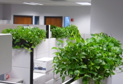 Cây trang trí văn phòng 1