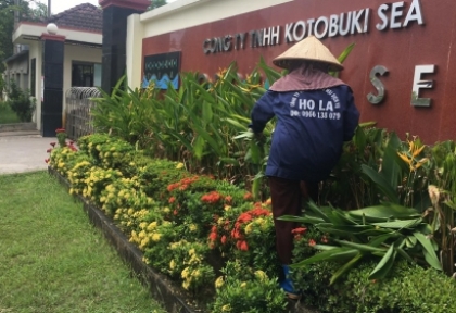 Triển khai gói dịch vụ chăm sóc cảnh quan tại công ty KOTOBUKI SEA