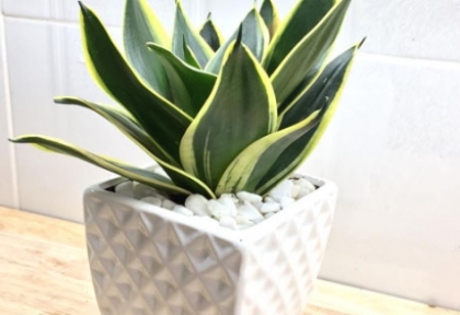 Cây trang trí văn phòng