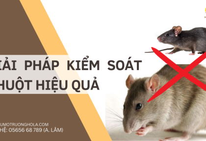 Cách Diệt Chuột Hiệu Quả, Các Giải Pháp Toàn Diện Để Bảo Vệ Cơ Sở Sản Xuất Kinh Doanh Và Hộ Gia Đình