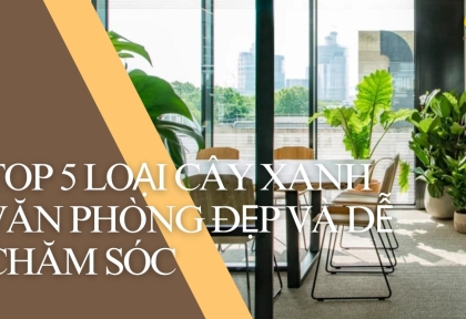 Top 5 Loại Cây Xanh Đẹp Và Dễ Chăm Sóc Cho Văn Phòng