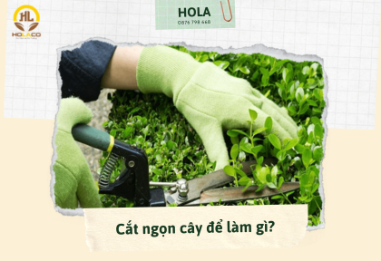 Cắt ngọn cây để làm gì? Tác dụng & thời điểm thích hợp bạn nên biết