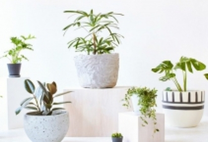 Top 20 Cây Cảnh Văn Phòng Phong Thủy Thẩm Mỹ 2023