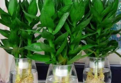 Cây trang trí văn phòng 4