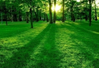 Lợi ích của cây xanh trong việc bảo vệ môi trường và sức khỏe