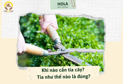 Khi nào cần tỉa cây? Tỉa như thế nào là đúng?