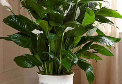 Dịch vụ Cho thuê cây cảnh trang trí văn phòng biên hòa