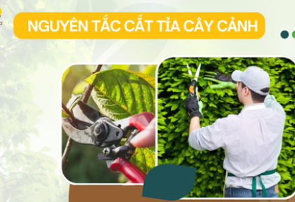 Nguyên tắc cắt tỉa cây cảnh bạn nhất định phải biết? Lúc nào nên tỉa cây xanh?