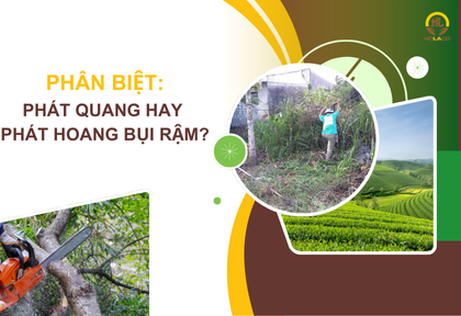 Phân biệt Phát hoang hay phát quang bụi rậm?