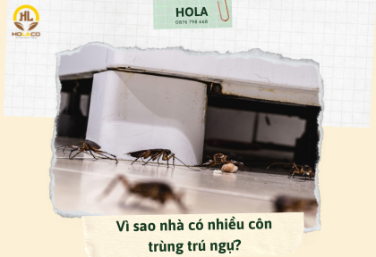 Vì sao nhà có nhiều côn trùng trú ngự?