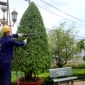 Dịch vụ trồng cây xanh sân vườn, công trình