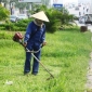 Dịch vụ cắt cỏ và phát hoang cỏ dại
