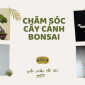 Dịch vụ chăm sóc cây cảnh bonsai
