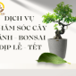 Dịch vụ chăm sóc cây cảnh bonsai dịp Lễ - Tết