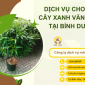 Dịch Vụ Cho thuê Cây Xanh Văn Phòng Tại Bình Dương