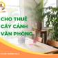 Cho thuê cây cảnh văn phòng đẹp 