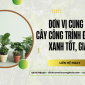 Đơn vị cung cấp cây công trình Đồng Nai xanh tốt, giá rẻ