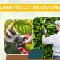Nguyên tắc cắt tỉa cây cảnh bạn nhất định phải biết? Lúc nào nên tỉa cây xanh?