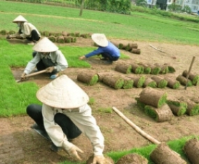 Chăm sóc bảo dưỡng cây xanh ở Biên Hòa Chăm sóc bảo dưỡng cây xanh ở Biên Hòa