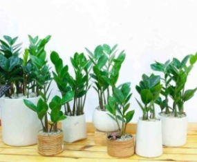 Cho Thuê Cây Trang Trí Văn Phòng tại Nhơn Trạch Cho Thuê Cây Trang Trí Văn Phòng tại Nhơn Trạch