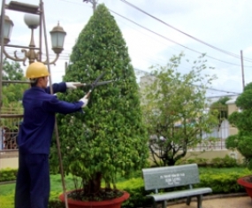 Dịch vụ trồng cây xanh sân vườn, công trình Dịch vụ trồng cây xanh sân vườn, công trình