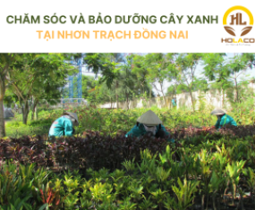 Chăm sóc và bảo dưỡng cây xanh Nhơn Trạch Đồng Nai Chăm sóc và bảo dưỡng cây xanh Nhơn Trạch Đồng Nai
