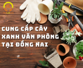 Cung cấp cây xanh văn phòng tại Đồng Nai Cung cấp cây xanh văn phòng tại Đồng Nai