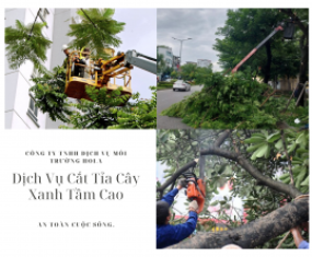 Cắt tỉa cây xanh tầm cao Cắt tỉa cây xanh tầm cao
