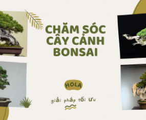 Dịch vụ chăm sóc cây cảnh bonsai Dịch vụ chăm sóc cây cảnh bonsai