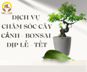 Dịch vụ chăm sóc cây cảnh bonsai dịp Lễ - Tết Dịch vụ chăm sóc cây cảnh bonsai dịp Lễ - Tết