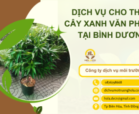 Dịch Vụ Cho thuê Cây Xanh Văn Phòng Tại Bình Dương Dịch Vụ Cho thuê Cây Xanh Văn Phòng Tại Bình Dương