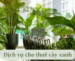 Dịch Vụ Cho Thuê Cây Xanh Đồng Nai 	Dịch Vụ Cho Thuê Cây Xanh Đồng Nai