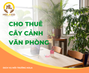 Cho thuê cây cảnh văn phòng đẹp  Cho thuê cây cảnh văn phòng đẹp